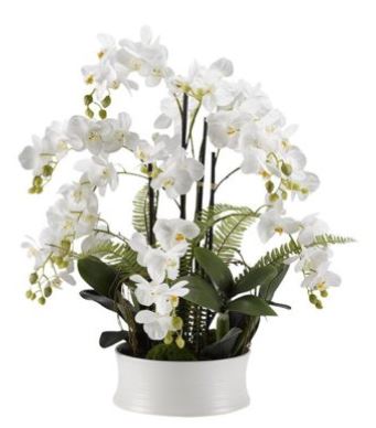 White orchids Image