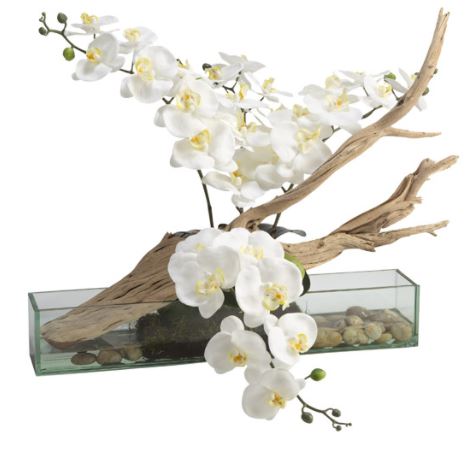 White Phael Orchids Image