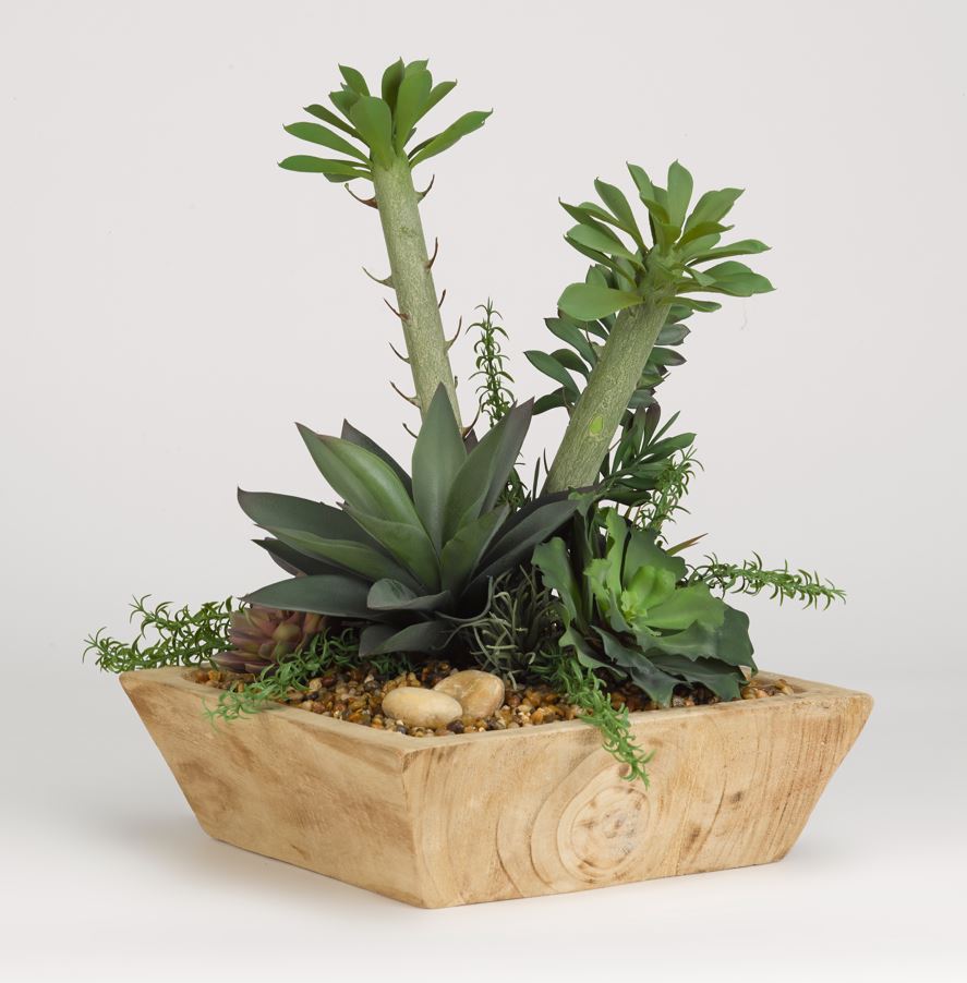 SUCCULENTS Image
