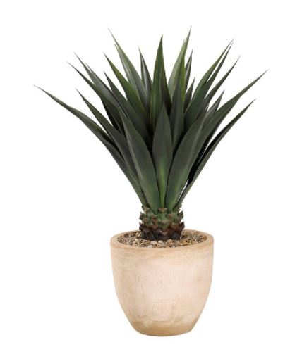 Jumbo agave Image