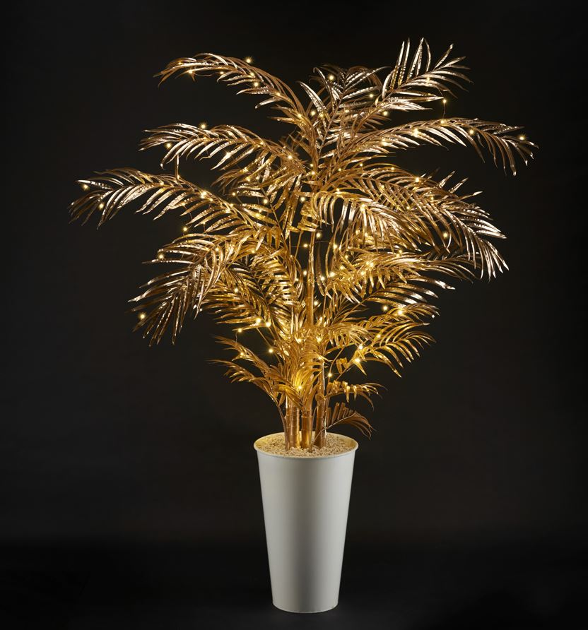GOLD ARECA Image