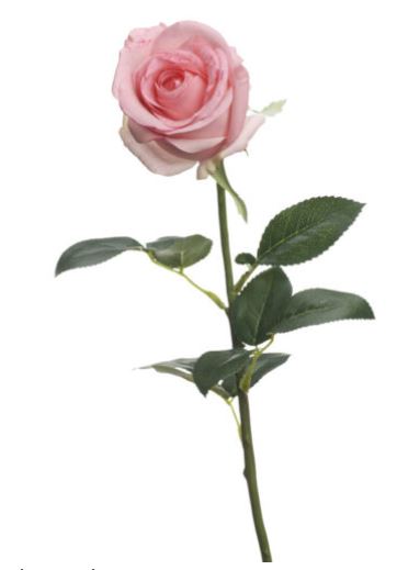 PINK Image