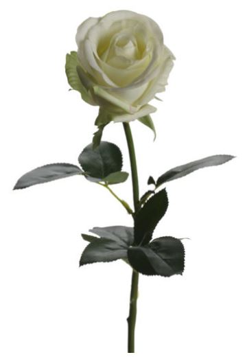 White Image