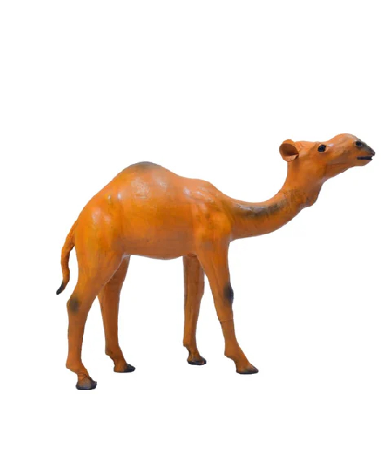 CST24'' CAMEL Image