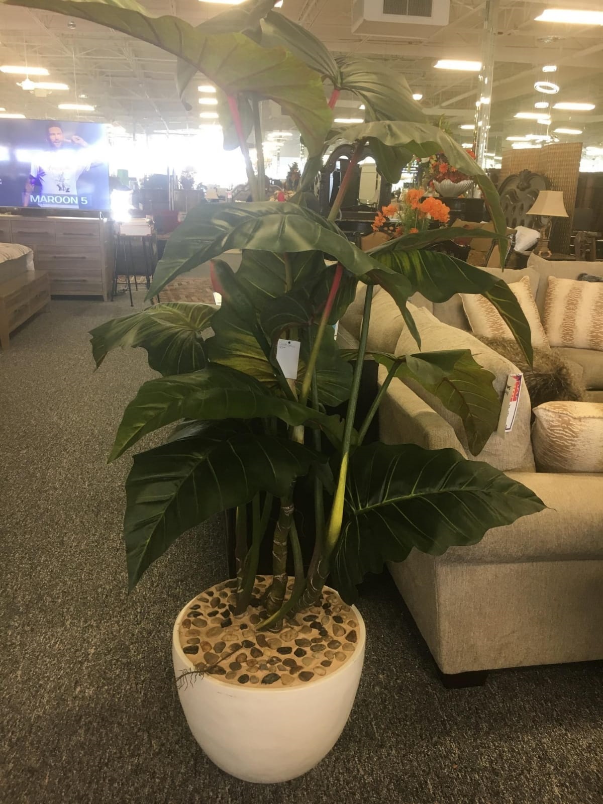 PHILO TREE Image